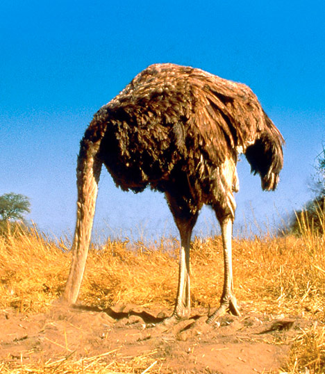 File:Ostrich head in sand.jpg